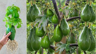 Unique skill Growing Avocado with Aloe Vera / How to Grow Avocados Tree’s