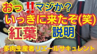 【多肉植物】【ガーデニング】おっ‼️マジか⁉️いっきに来たぞ(笑)2022年9月28日