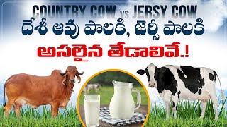 దేశీ ఆవు పాలకి, జెర్సీ పాలకి అసలైన తేడాలివే.! Desi Cow Vs. Jersey Cow Main Differences | Nature Cure