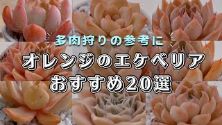 オレンジ色に紅葉するおすすめのエケベリア20選を紹介 | 多肉植物 | ガーデニング |