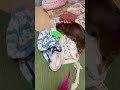 【必見】とうもろこしのおもちゃを愛犬に渡してみた かわいい 犬 ぴの shortvideo