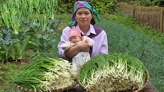 Harvest \u0026 How to Make Delicious. Flavorful Green Onion Kimchi | Ly Thi Ca