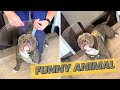 Funny Animals Moments Caught on Camera | Paws and Giggles