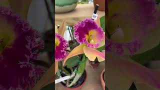 Orchid Bloom Spotlight! Tag at the end.