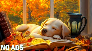 12 Hours of Relaxing Music for Dogs🐾Relaxing Melodies to Help Dogs Sleep💖