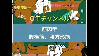 筋肉学（腹横筋・腰方形筋）　49時間目「作業療法士（OT）の為の国家試験対策」