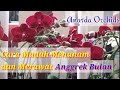 Cara Mudah Menanam dan Merawat Anggrek Bulan Mulai dari Remaja