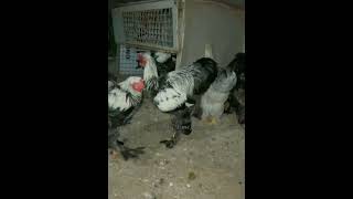 BRAMA TYOMNIY (AQSH) DEKORATIV tovuq zoti O'ZB. БРАМА #chicken #animals #brahma #farming #bir #video