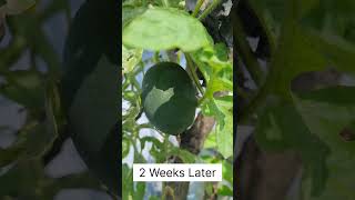 Grow Watermelon on Terrace