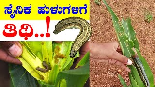 ಮೆಕ್ಕೆ ಜೋಳದ ಶತ್ರು ಸೈನಿಕ ಹುಳುಗಳ ಸಂಹಾರಕ್ಕೆ ಸರಳ ಉಪಾಯ | Managements of army worms