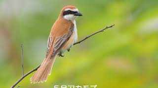 2019年卓上カレンダー・野鳥の声