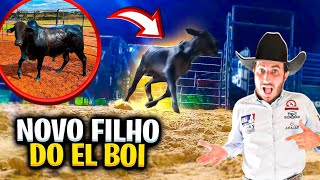 ESSE NOVO FILHO DO EM BOI ,VAI SER UMA MÁQUINA