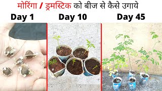 मोरिंगा / ड्रमस्टिक (Moringa/ Drumstick) को बीज से कैसे उगाएं 100% Success!