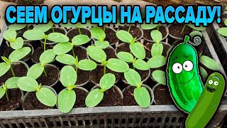 ОГУРЦЫ. РАССАДА. СОРТА. КАК СЕЯТЬ?