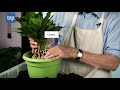 how to repot your plant and keep it alive.