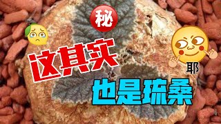 一个不像琉桑的琉桑，南瓜琉桑Dorstenia ellenbeckiana