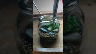 Plant moss in a small bottle　#shorts  #苔　#mossterrarium