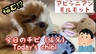 今日の琥珀　アビシニアンモルモット