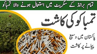 tambaku ki kasht // tambaku farming // cigarette wala tambaku // سگریٹ والا تمباکو کی کاشت