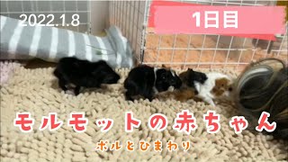 【モルモットの赤ちゃん1日目】🐭ポルとひまわり 🐹