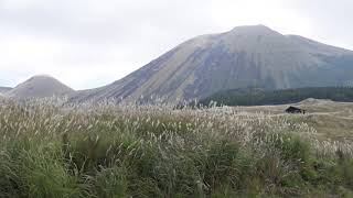 光の波 熊本・阿蘇のススキ 米塚下園地