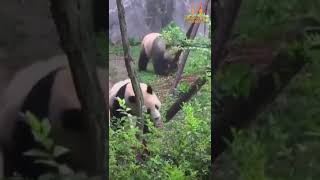 Cute panda playing! 熊猫跑步萌死人！