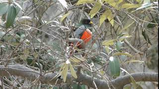 Elegant Trogon itching, Madera Canyon, AZ