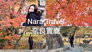 日本旅遊 I 奈良公園 I 賞楓賞鹿吃美食一次滿足 I 世界文化遺產東大寺 I Live A Better Life