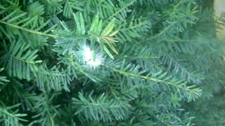 Pale tussock (Calliteara pudibunda)