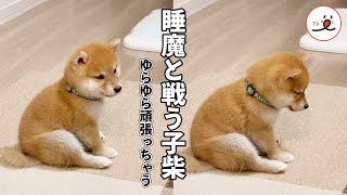 負けてもいいのに…戦っちゃうんだよなぁ