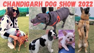 CHANDIGARH DOG SHOW 2022 | PET PARTY IN CHANDIGARH | TRAINED AND WELL DRESSED DOGS IN PARTY