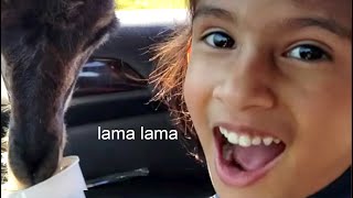 That's It Lama Lama - TRY NOT TO LAUGH CHALLENGE | Wild Animals vs. Tourists