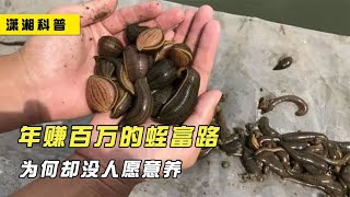 蚂蟥干一斤卖到800元，靠养殖就能年入百万，但为何没人愿意养？