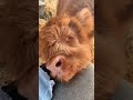 40 cute and funny cow videos compilation 😀 shorts