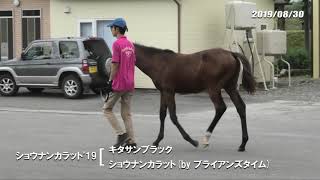 08/30　ショウナンカラット'19（父キタサンブラック　母父ブライアンズタイム）歩き