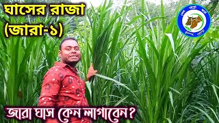 জারা ঘাস চাষ পদ্ধতি || জারা ঘাস দেখতে কেমন? || জারা ১ হাইব্রিড ঘাস || Jara Grass Cultivation System