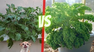 Gardener Grows Massive Amount of Baby Kale with No Soil and So Can You