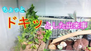 【ヤドカリ】オカヤドカリ　#20 あ