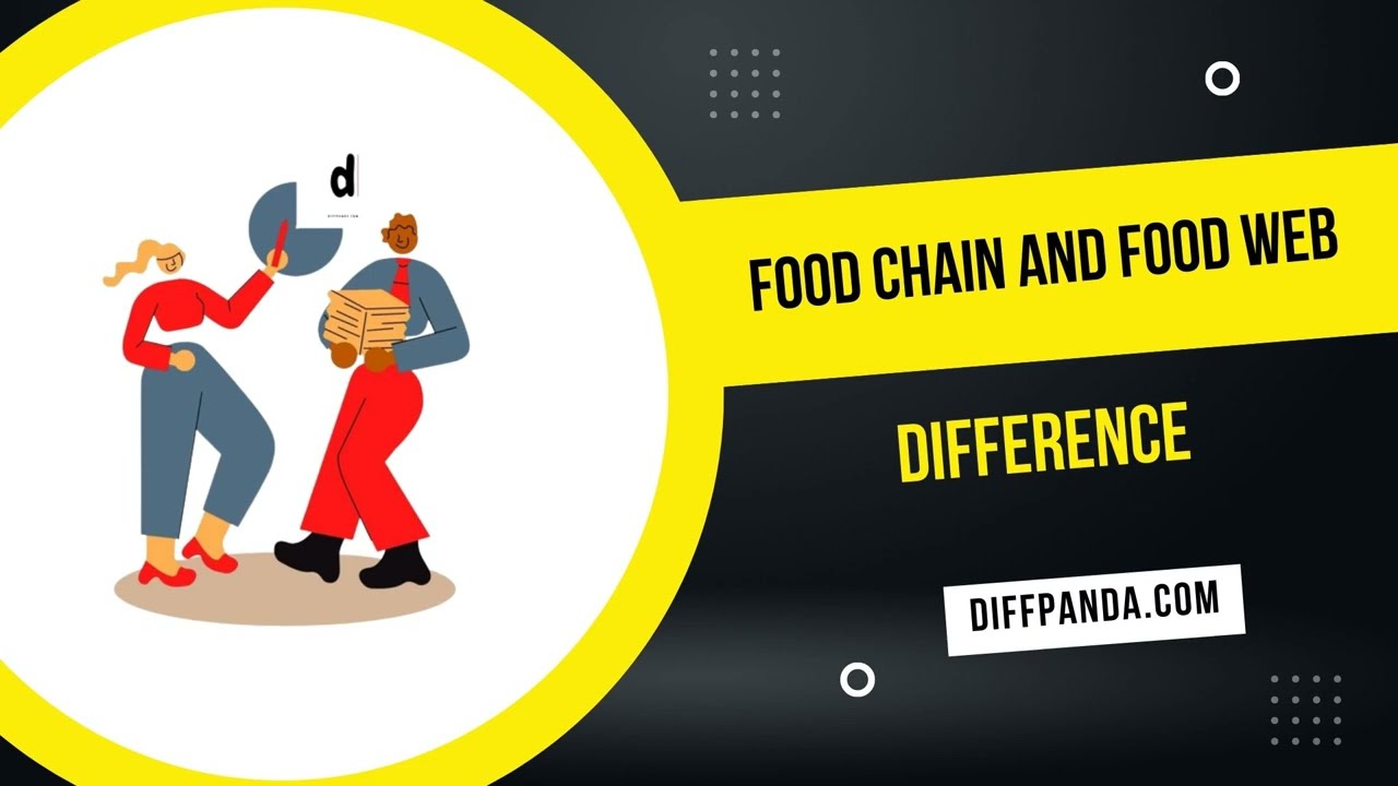 | Difference Between Food Chain And Food Web | What Is Food Chain ...