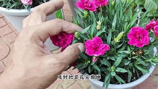 石竹开花开花勤，“修剪”很关键，做对不黄叶，持续花开不停