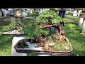 khu trƯng bÀy tiỂu cẢnh u0026 bonsai trong hỘi hoa xuÂn tao ĐÀn quÝ tỴ 2013