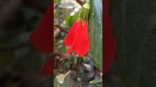 #flower#shorts#hibiscus#viral#plant#shortsvideo#पौधा#viralvideo