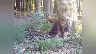 Reh im Wald