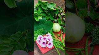 Winter harvest 🌶️🌶️🥬🥬🍆🍆🌿🌿#shortsfeed #shortvideo #shorts#short #gardening #ytshorts #viralvideo#yt