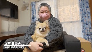 チワワ天国！坂本由美子ブリーダーの犬舎を訪問