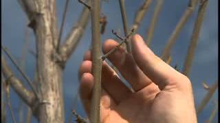 Classic Landscaping 325 - Pruning Elm Trees