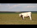 debruycker charolais commercial