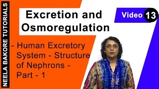 Excretion and Osmoregulation | NEET | Human Excretory System - Structure of Nephrons - Part 1