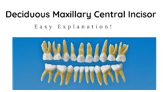 Morphology of Maxillary Deciduous Central Incisor