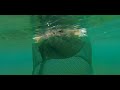 puffer fish video സ്വന്തം ശരീരം ബലൂണാക്കുന്ന വിരുതൻ പഫർ ഫിഷ്